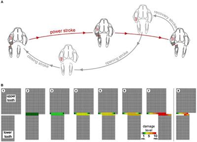 A Computerized Simulation of the Occlusal Surface in Equine Cheek Teeth: A Simplified Model